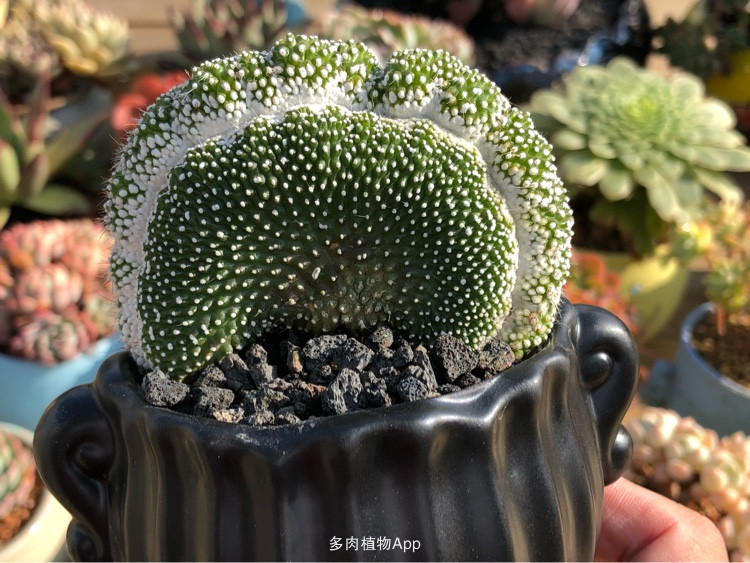 星空·综合体育